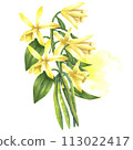 Vanilla flowers with watercolor splash. Hand drawn watercolor vanilla illustration on white isolated background. Sketch of food spice or essential oil ingredient for logo on white isolated background. 113022417