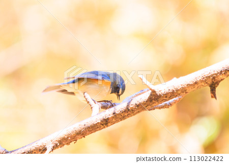 The blue bird of happiness, the cute Blue-winged Flycatcher (Flycatidae). At Omachi Park Nature Observation Garden, Ichikawa City, Chiba Prefecture, Japan. 202 The blue bird of happiness, the cute Blue-winged Flycatcher (Flycatidae). At Omachi Park Nature Observation Garden, Ichikawa City, Chiba Prefecture, Japan. 202 113022422