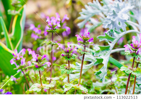 春天的花壇裡開始綻放的漂亮的鶇野座 113022513