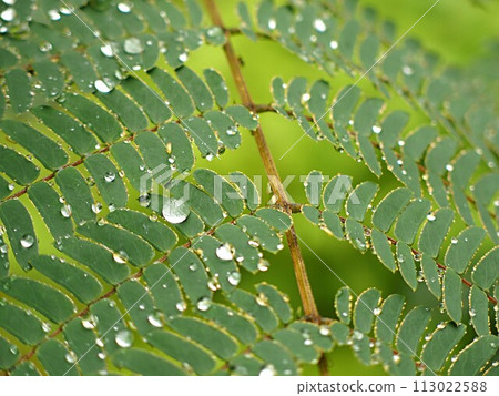 相簿葉和水滴 相簿葉和水滴 113022588