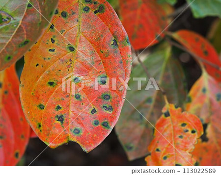 柿子秋葉的特寫 113022589