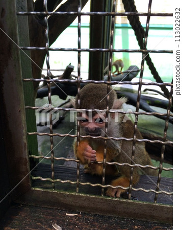 玻利維亞松鼠猴的冷凍猴的祈禱 113022632