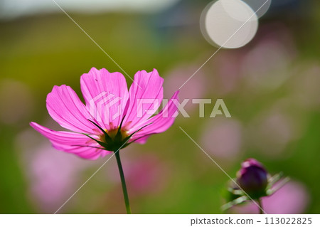 young cosmos close up young cosmos close up 113022825