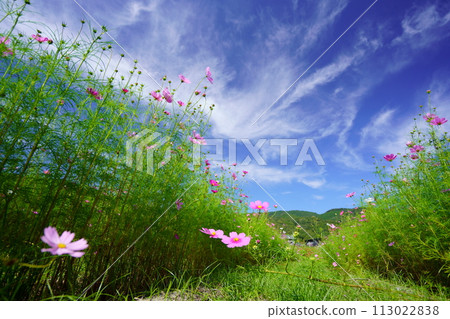 Looking up at a fresh cosmos field with many buds from a low angle. Looking up at a fresh cosmos field with many buds from a low angle. 113022838