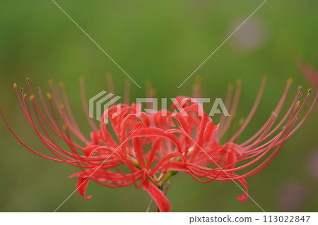 秋天的野花和紅蜘蛛百合的照片 113022847