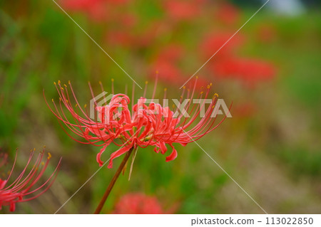 A photo of autumn wildflowers and red spider lilies A photo of autumn wildflowers and red spider lilies 113022850