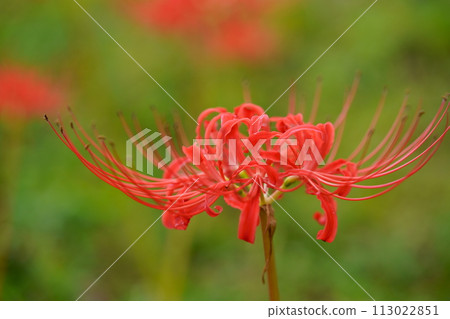 A photo of autumn wildflowers and red spider lilies 113022851