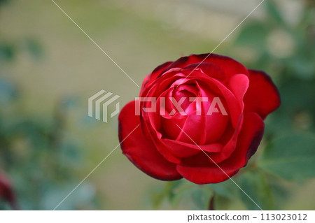 荒尾市少女公民花壇玫瑰花, 荒尾市少女公民花壇玫瑰花, 113023012