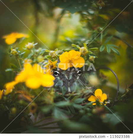 The Argentine horned frog with a flower bush 113023386
