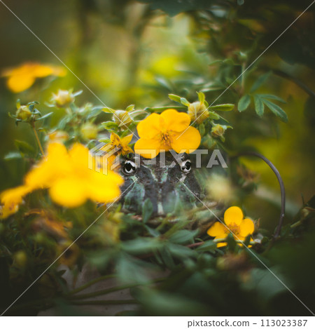 The Argentine horned frog with a flower bush The Argentine horned frog with a flower bush 113023387