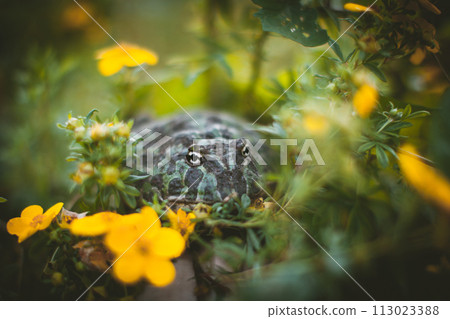 The Argentine horned frog with a flower bush 113023388