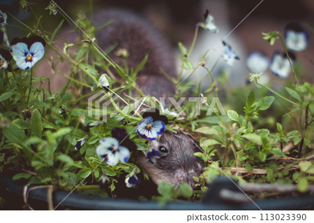 Giant african pouched rat in a garden with pansies Giant african pouched rat in a garden with pansies 113023390