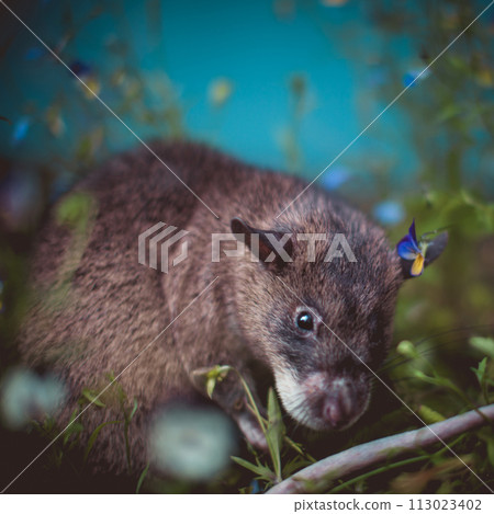 Giant african pouched rat in a garden with pansies Giant african pouched rat in a garden with pansies 113023402