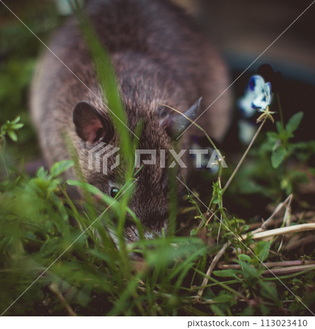 Giant african pouched rat in a garden with pansies 113023410