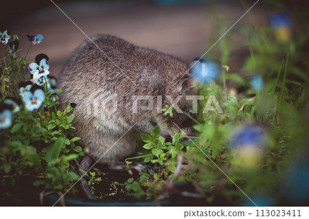 Giant african pouched rat in a garden with pansies Giant african pouched rat in a garden with pansies 113023411