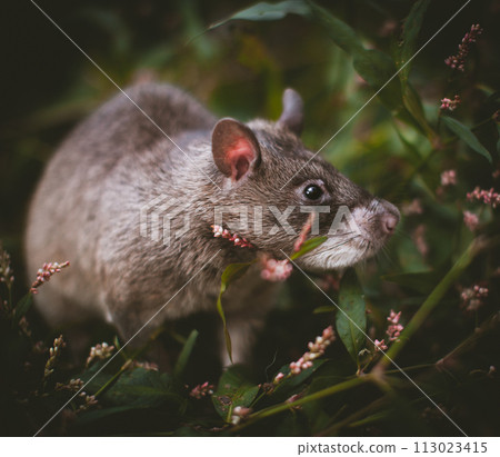 Giant african pouched rat in a garden with pansies Giant african pouched rat in a garden with pansies 113023415