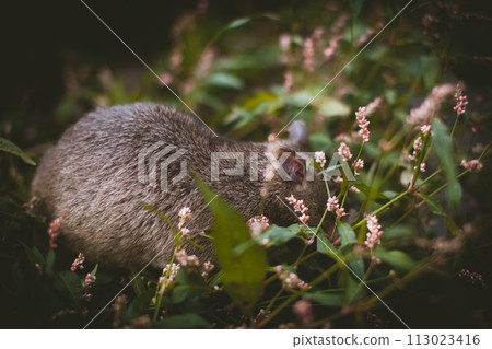 Giant african pouched rat in a garden with pansies Giant african pouched rat in a garden with pansies 113023416