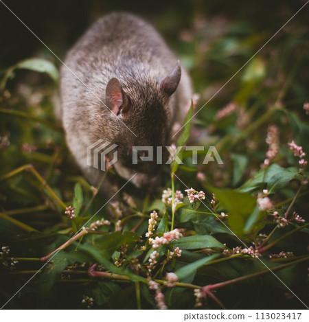 Giant african pouched rat in a garden with pansies Giant african pouched rat in a garden with pansies 113023417