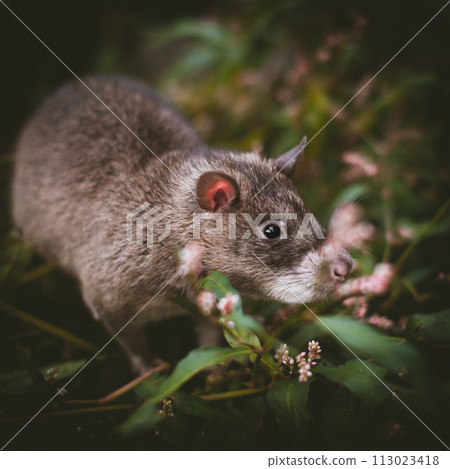Giant african pouched rat in a garden with pansies Giant african pouched rat in a garden with pansies 113023418