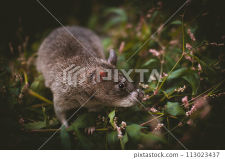 Giant african pouched rat in a garden with pansies Giant african pouched rat in a garden with pansies 113023437