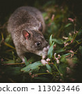 Giant african pouched rat in a garden with pansies Giant african pouched rat in a garden with pansies 113023446