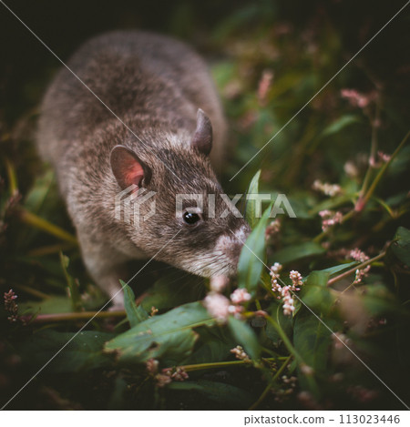 Giant african pouched rat in a garden with pansies 113023446