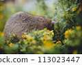 Giant african pouched rat in a garden with pansies Giant african pouched rat in a garden with pansies 113023447
