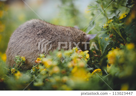 Giant african pouched rat in a garden with pansies Giant african pouched rat in a garden with pansies 113023447