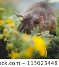 Giant african pouched rat in a garden with pansies Giant african pouched rat in a garden with pansies 113023448