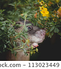 Giant african pouched rat in a garden with pansies Giant african pouched rat in a garden with pansies 113023449