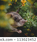 Giant african pouched rat in a garden with pansies Giant african pouched rat in a garden with pansies 113023452