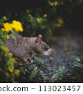 Giant african pouched rat in a garden with pansies Giant african pouched rat in a garden with pansies 113023457