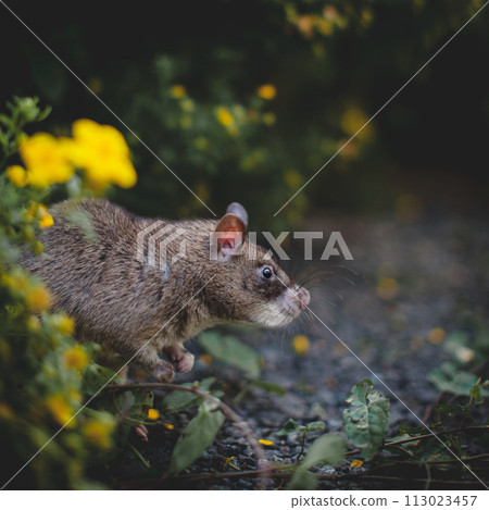 Giant african pouched rat in a garden with pansies 113023457