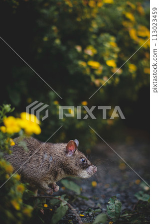 Giant african pouched rat in a garden with pansies Giant african pouched rat in a garden with pansies 113023459