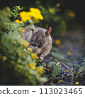 Giant african pouched rat in a garden with pansies Giant african pouched rat in a garden with pansies 113023465