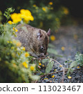 Giant african pouched rat in a garden with pansies Giant african pouched rat in a garden with pansies 113023467