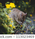 Giant african pouched rat in a garden with pansies Giant african pouched rat in a garden with pansies 113023469