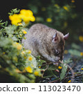 Giant african pouched rat in a garden with pansies Giant african pouched rat in a garden with pansies 113023470