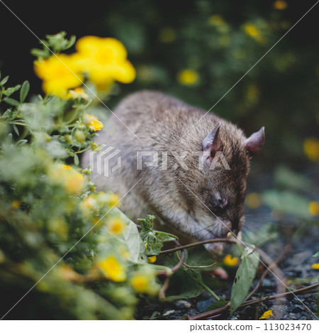 Giant african pouched rat in a garden with pansies Giant african pouched rat in a garden with pansies 113023470