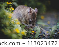Giant african pouched rat in a garden with pansies Giant african pouched rat in a garden with pansies 113023472