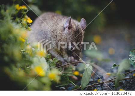Giant african pouched rat in a garden with pansies Giant african pouched rat in a garden with pansies 113023472