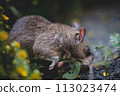 Giant african pouched rat in a garden with pansies Giant african pouched rat in a garden with pansies 113023474