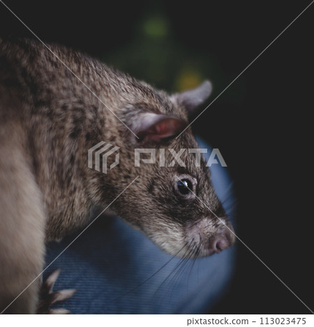 Giant african pouched rat in a garden with pansies 113023475