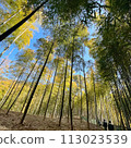 Emo，藍天，雲彩，照片，壁紙，竹林，京都 113023539
