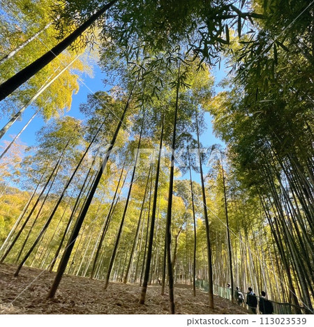 Emo，藍天，雲彩，照片，壁紙，竹林，京都 113023539