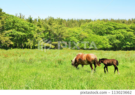 青森縣 藍天新綠草原上的甘龍馬父母和孩子 113023662
