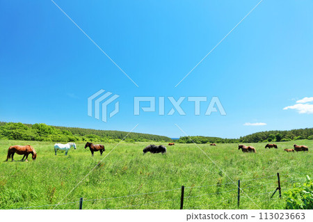 Aomori prefecture Kanryuma in the blue sky and fresh green meadow Aomori prefecture Kanryuma in the blue sky and fresh green meadow 113023663