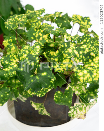 津和吹珊瑚 113023705