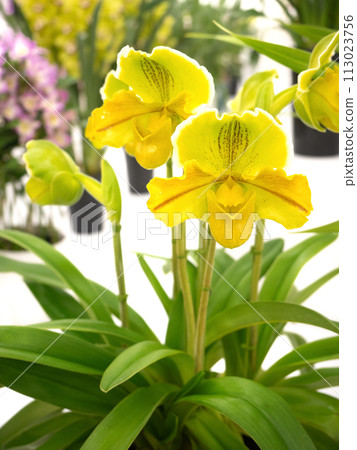 Paphiopedilum Paphiopedilum 113023756