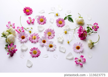 Petals of various flowers, spring flower decoration on white background, petals of marguerite, rose and chamomile Petals of various flowers, spring flower decoration on white background, petals of marguerite, rose and chamomile 113023773